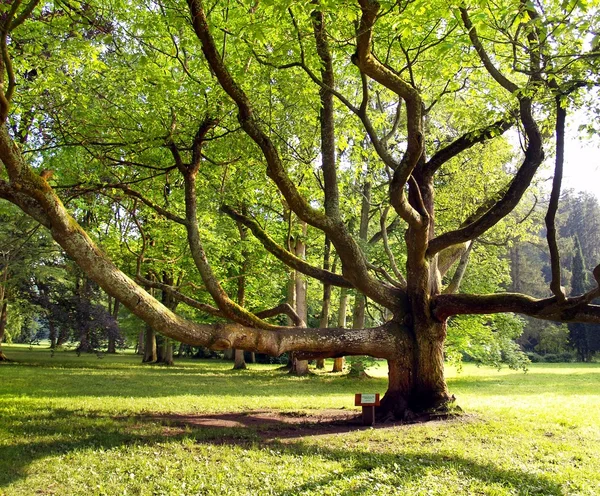 Zeer oude boom in het park — Stockfoto
