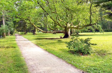 Park ve çok eski ağaç