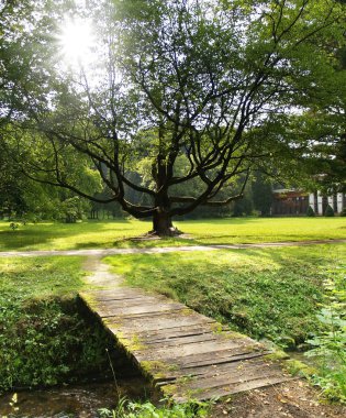 Sunshine & Tree