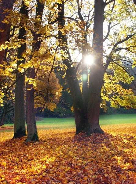 태양 및 나무 — 스톡 사진