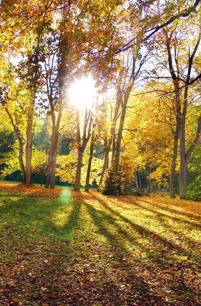 Солнце и деревья — стоковое фото