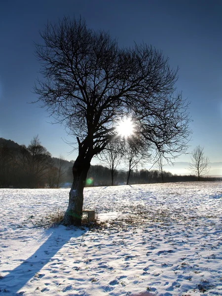 Sun & Tree — Stock Photo, Image