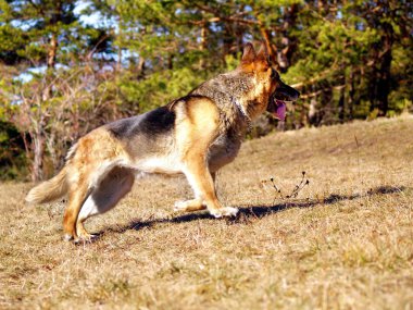 Running sheep-dog clipart