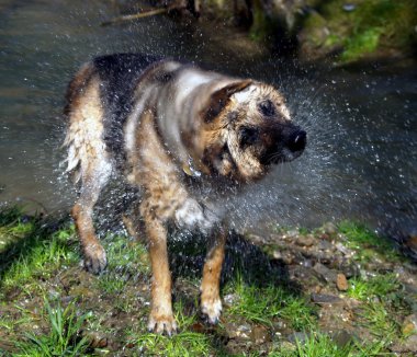 Wet dog shaking clipart