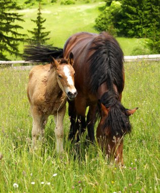 Mother and chlid grazing clipart