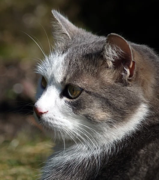 stock image Cat portrait