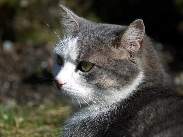 stock image Cat portrait