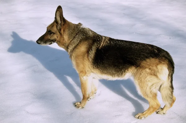 Wolf-hound dog on snow — Stock Photo, Image