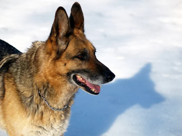 Wolf-hound dog on snow — Stock Photo, Image