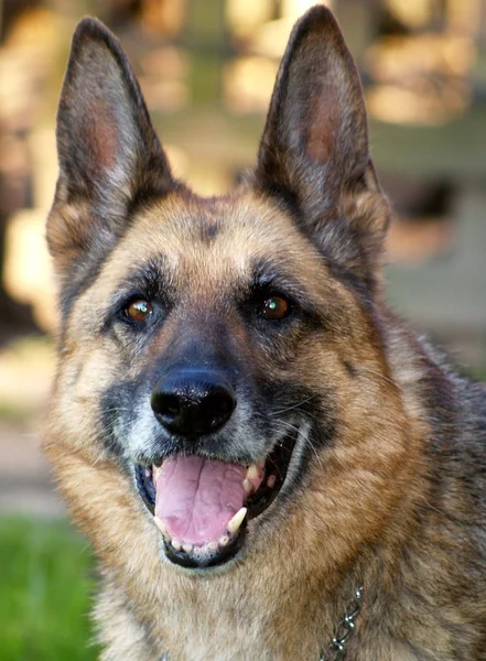 Happy Wolf-hound portrait — Stock Photo, Image