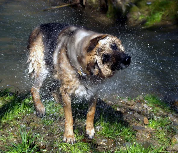 Wet dog shaking — Stock Photo, Image