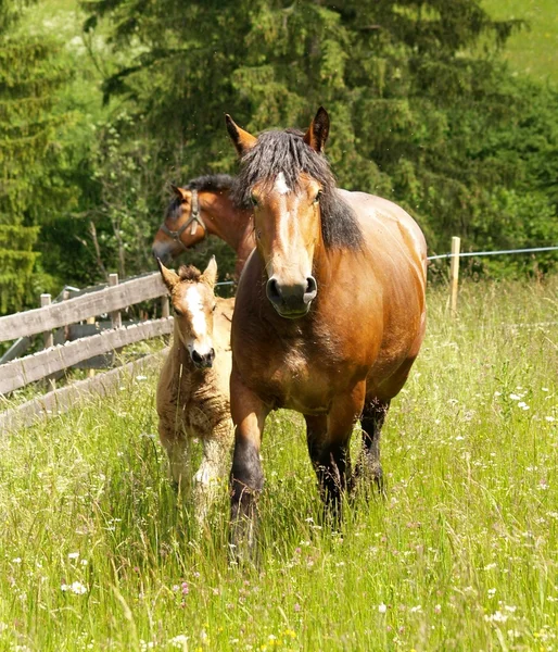 Rodzina szczęśliwy koń — Zdjęcie stockowe
