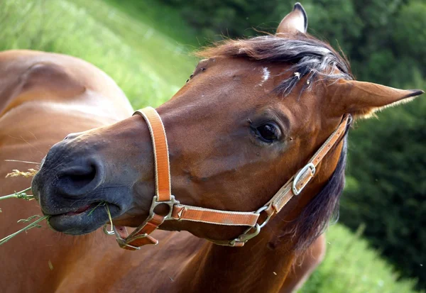 Paard een gras eten — Stockfoto