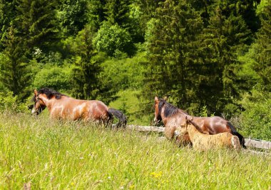 Horses on the meadow clipart