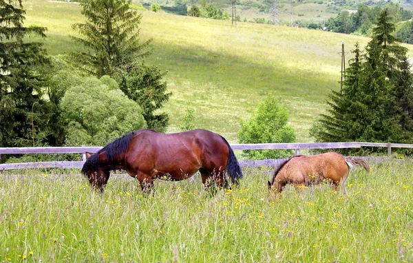 Matka a chlid pastviny — Stock fotografie