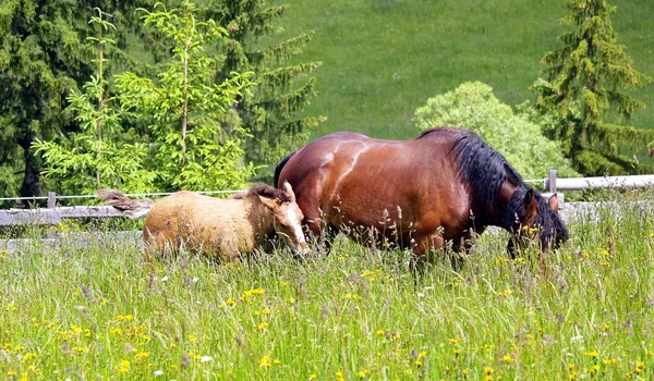 Matka a chlid pastviny — Stock fotografie