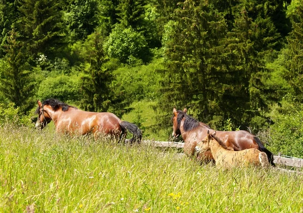 Caballos en el prado — Foto de Stock