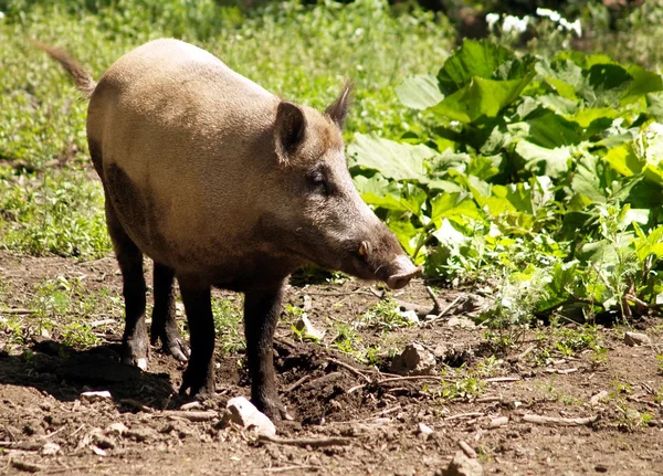 Yaban domuzu — Stok fotoğraf