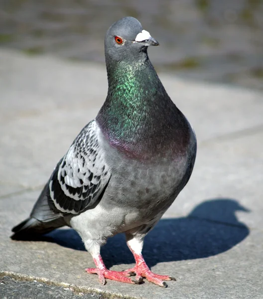 Pigeon with shadow — Stock Photo, Image