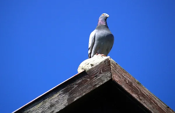Pigeon sitting on roof — Stock Photo, Image