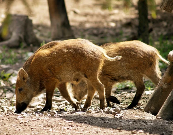 Cerdos salvajes —  Fotos de Stock