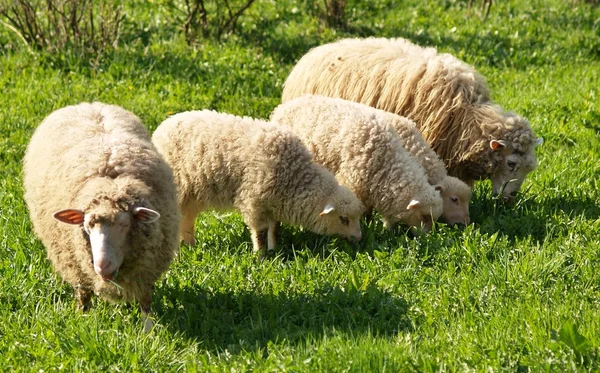 Sheep family — Stock Photo, Image