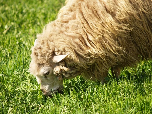 Young sheep grazing — Stock Photo, Image