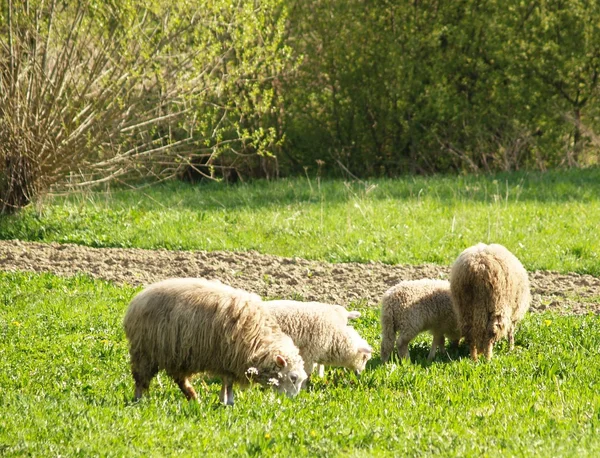 Schafsfamilie auf der Weide. — Stockfoto