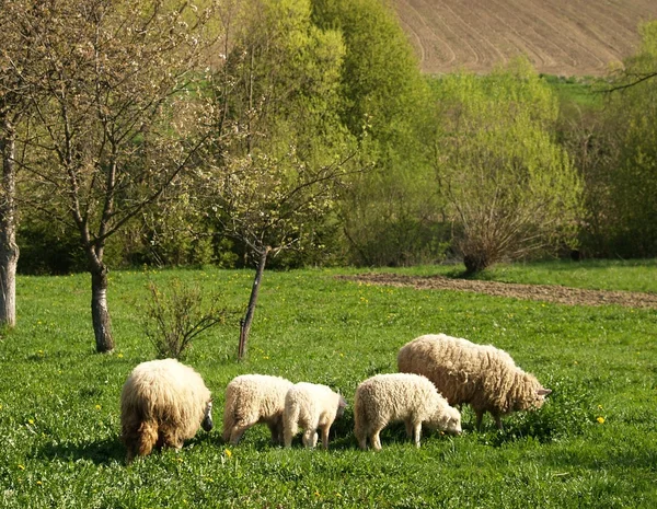 Schafsfamilie auf der Weide. — Stockfoto