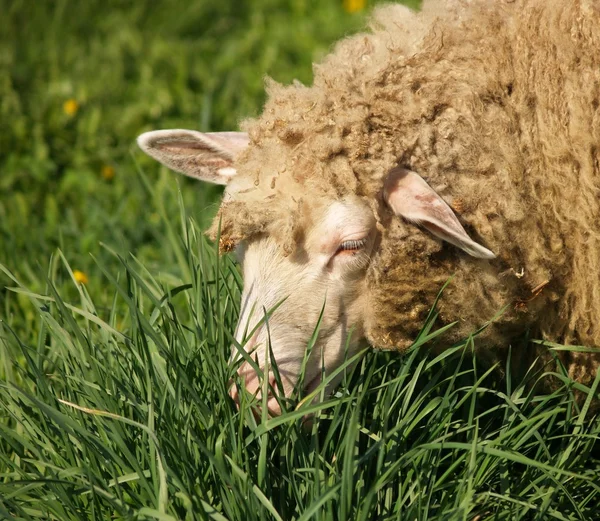 Sheep — Stock Photo, Image