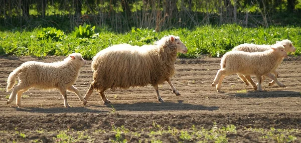 Sheep running — Stock Photo, Image