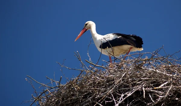 stock image Stork