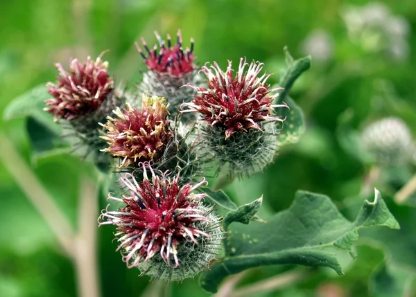 stock image Thistle