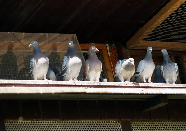 Pigeons Image En Vente
