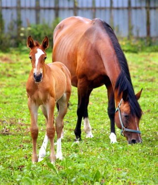 Mother & child grazing clipart