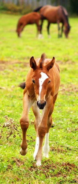 stock image Running horse