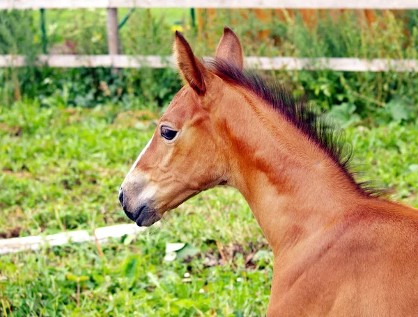 Młody koń — Zdjęcie stockowe