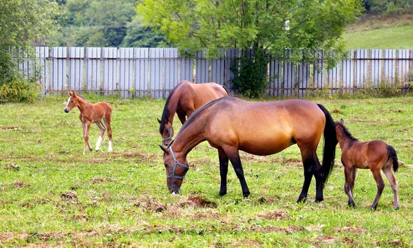 Paarden grazen op het veld. — Stockfoto