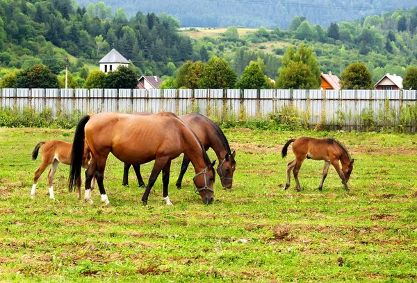 Лошади пасутся на поле . — стоковое фото