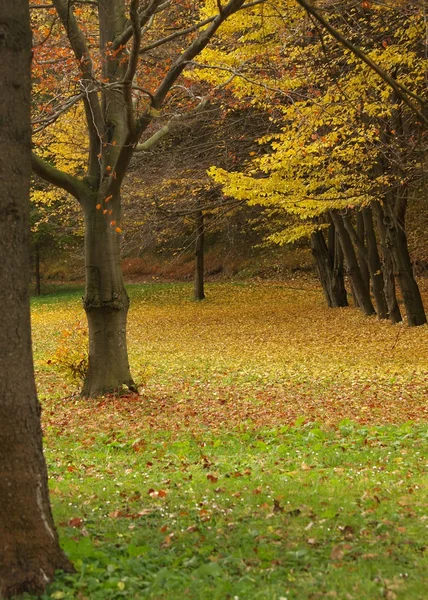 Парк восени — стокове фото