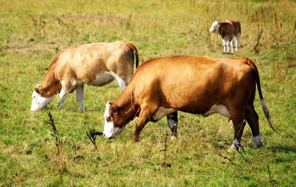 Tres vacas. —  Fotos de Stock