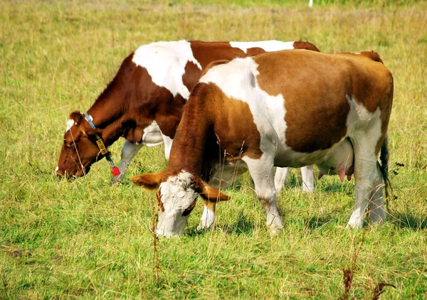 两个母牛 — 图库照片