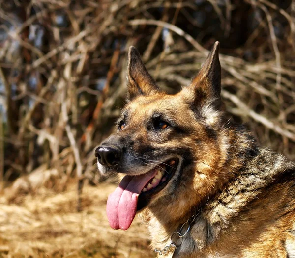 Wolf-hound portrait — Stock Photo, Image