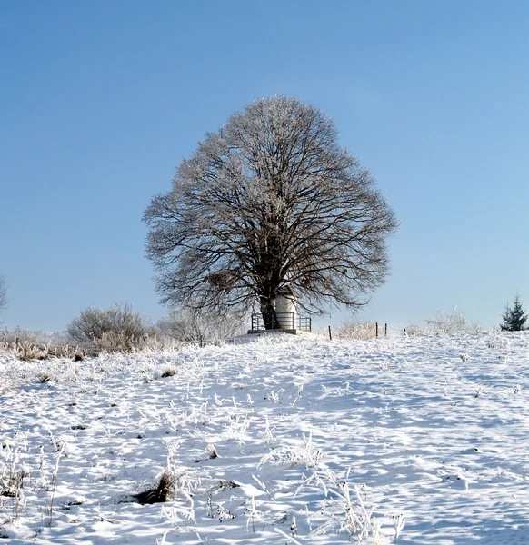 Einsamer Baum im Winter — Stockfoto