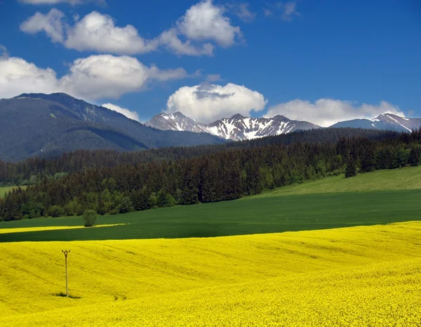 Prato giallo e montagna — Foto Stock