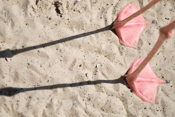 stock image Legs of flamingo on sand