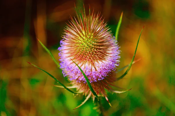 Jasny kolorowy kwiat — Zdjęcie stockowe