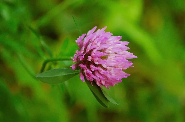 Een paarse bloem — Stockfoto
