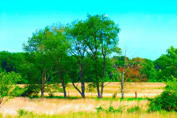 Árboles en un campo —  Fotos de Stock