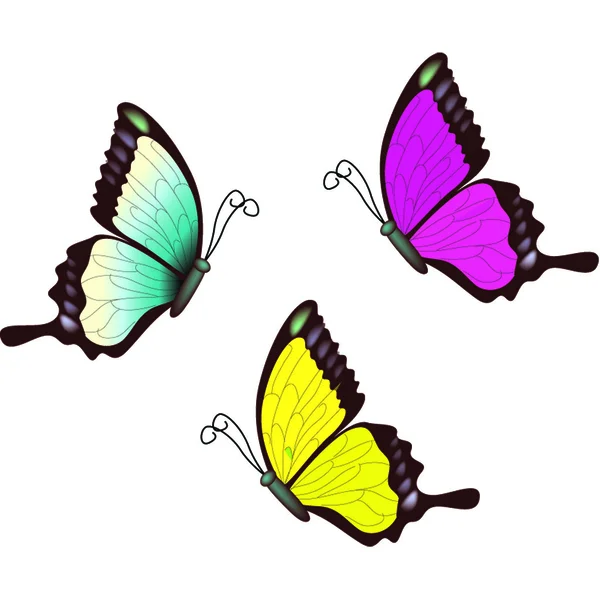 Butterfly.Vector immagine — Vettoriale Stock